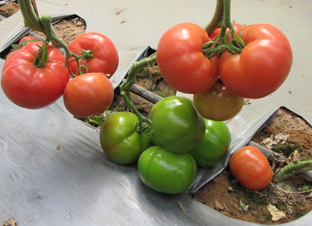 Indeterminate Round tomato 850-403 p1